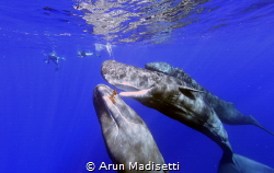 playing with a leaf froma breadfruit tree (taken under pe... by Arun Madisetti 